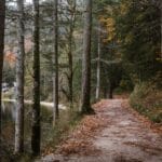 Jesienny leśny szlak nad brzegiem spokojnego jeziora