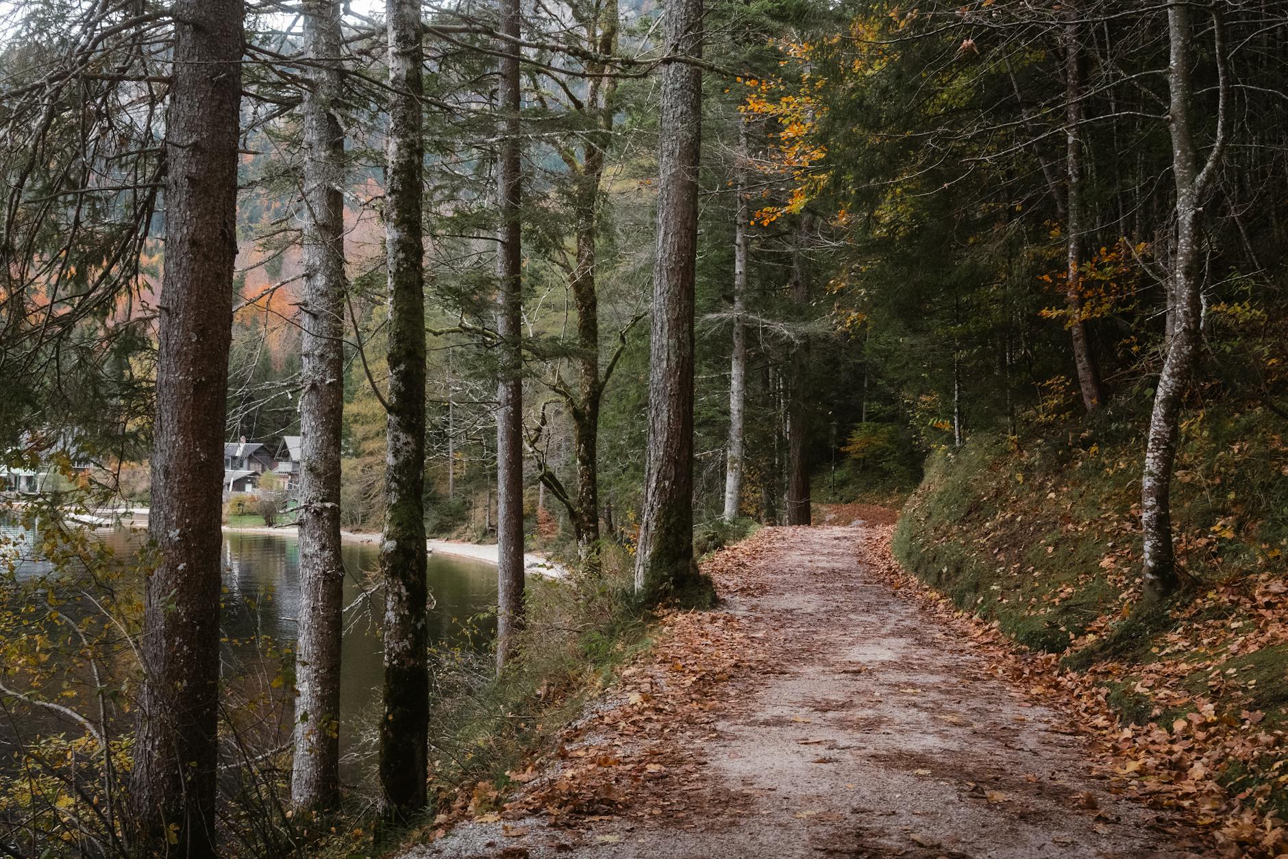 Jesienny leśny szlak nad brzegiem spokojnego jeziora
